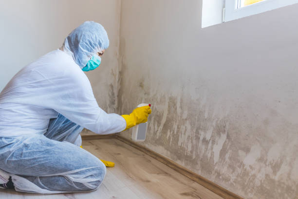 Licensed Crawl Space Mold Remediation service in Wilmington, MA - Car Mold Remediation